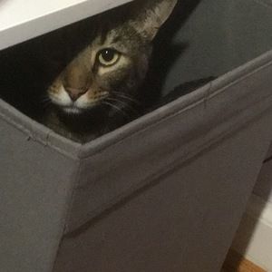 Meet your Posher, Anne